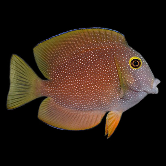 فرشته ماهی کورال بیوتی coral beauty angelfish