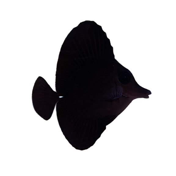 فرشته ماهی کورال بیوتی coral beauty angelfish