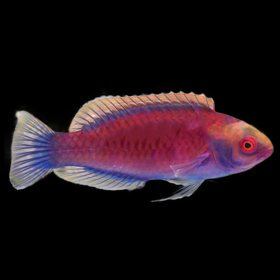 فرشته ماهی کورال بیوتی coral beauty angelfish