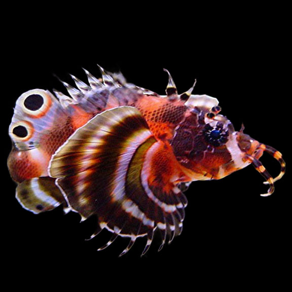 فرشته ماهی کورال بیوتی coral beauty angelfish