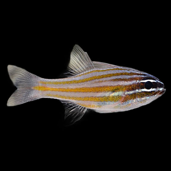 فرشته ماهی کورال بیوتی coral beauty angelfish