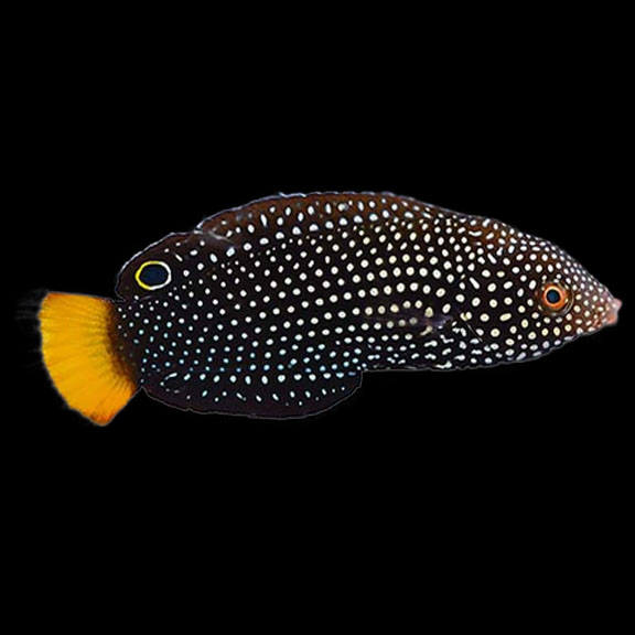 فرشته ماهی کورال بیوتی coral beauty angelfish