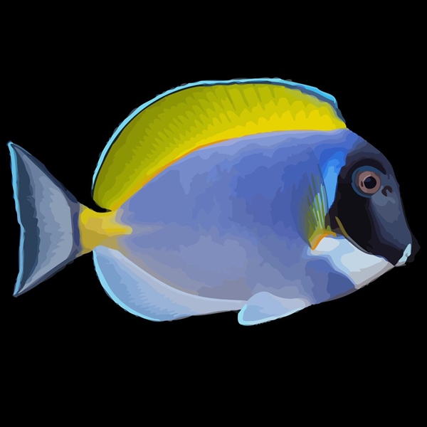 فرشته ماهی کورال بیوتی coral beauty angelfish