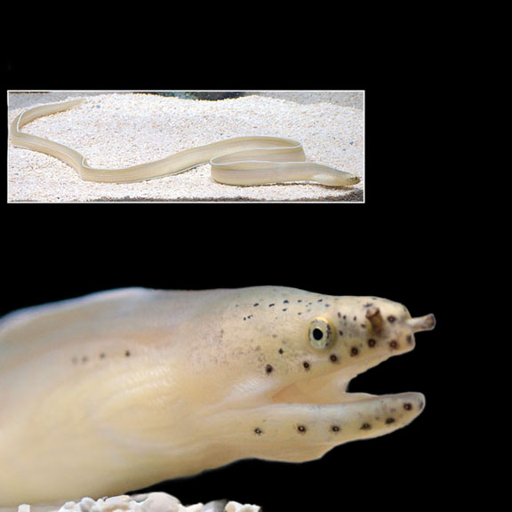 فرشته ماهی کورال بیوتی coral beauty angelfish