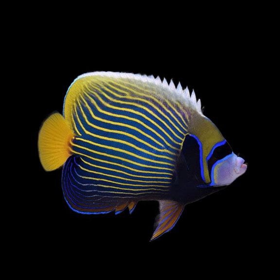 فرشته ماهی کورال بیوتی coral beauty angelfish