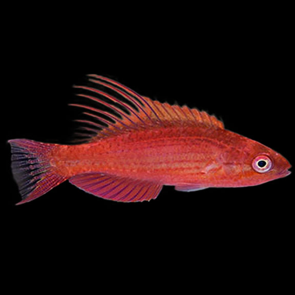 فرشته ماهی کورال بیوتی coral beauty angelfish