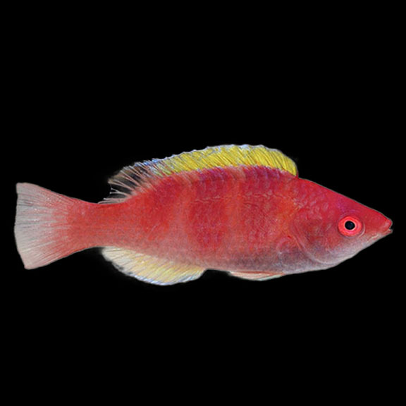 فرشته ماهی کورال بیوتی coral beauty angelfish