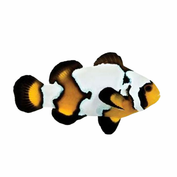 فرشته ماهی کورال بیوتی coral beauty angelfish