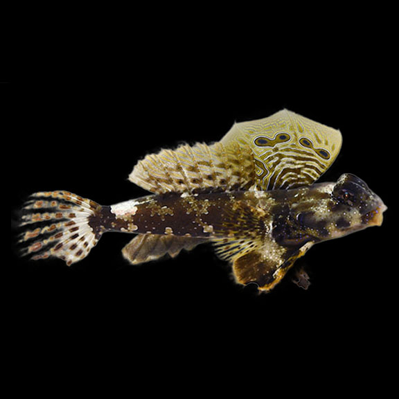 فرشته ماهی کورال بیوتی coral beauty angelfish