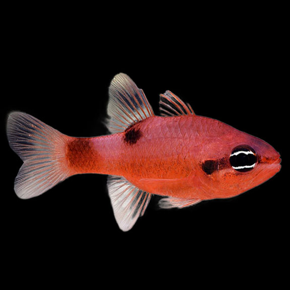 فرشته ماهی کورال بیوتی coral beauty angelfish