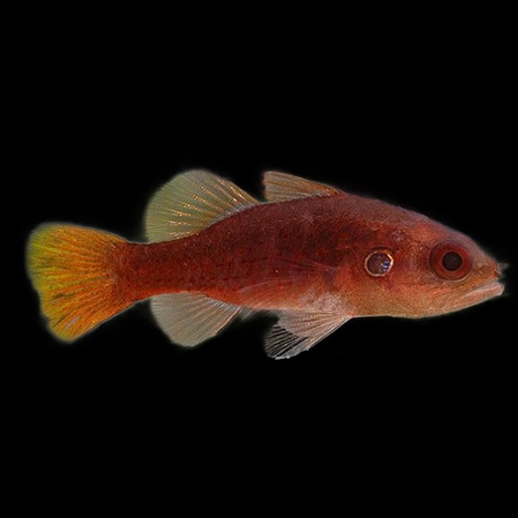 فرشته ماهی کورال بیوتی coral beauty angelfish