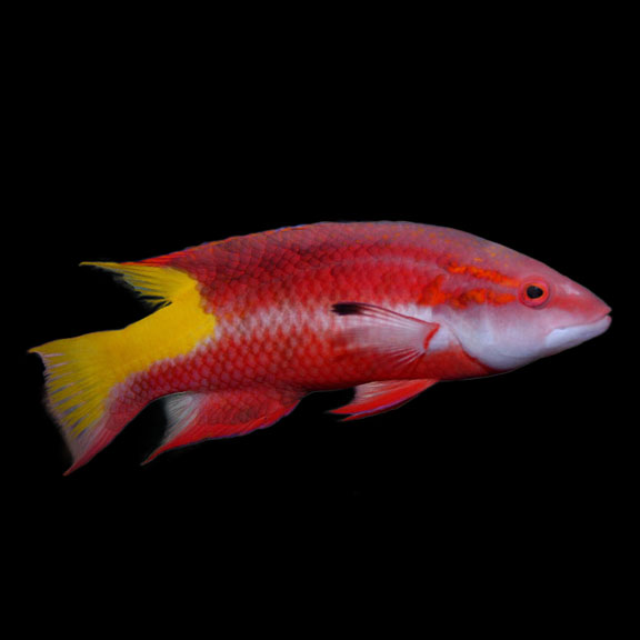 فرشته ماهی کورال بیوتی coral beauty angelfish