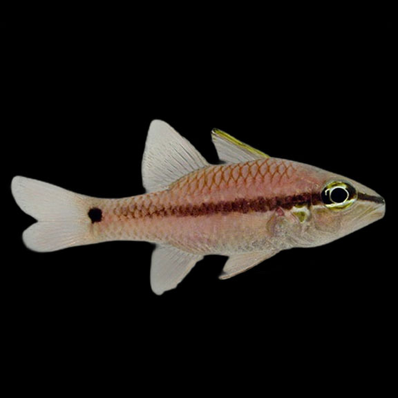 فرشته ماهی کورال بیوتی coral beauty angelfish