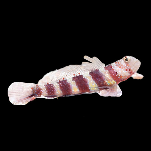 فرشته ماهی کورال بیوتی coral beauty angelfish