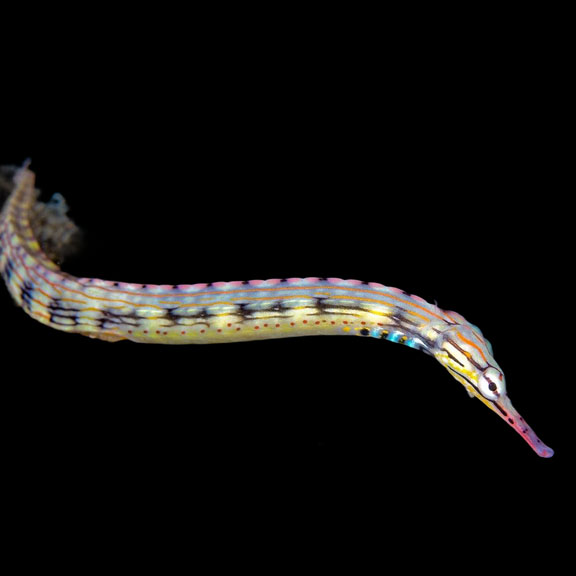 فرشته ماهی کورال بیوتی coral beauty angelfish