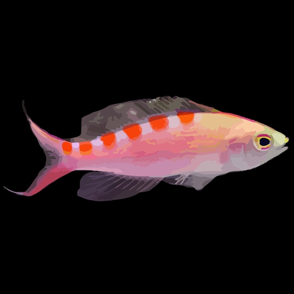 فرشته ماهی کورال بیوتی coral beauty angelfish