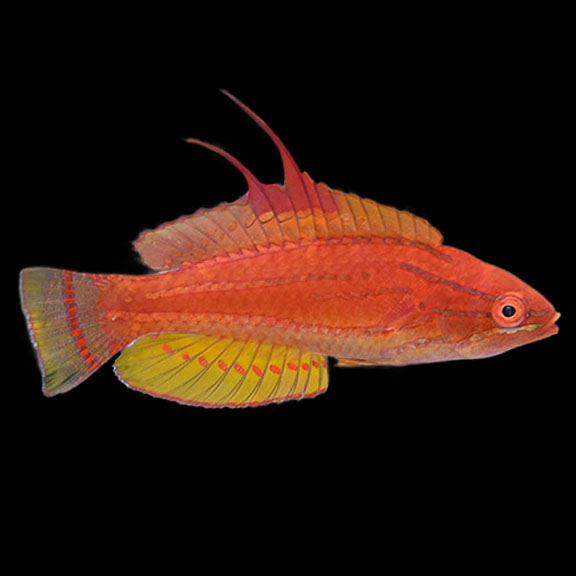 فرشته ماهی کورال بیوتی coral beauty angelfish