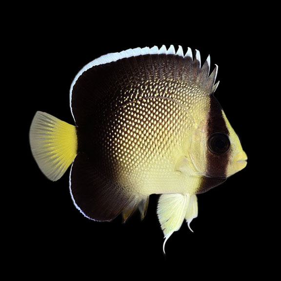 فرشته ماهی کورال بیوتی coral beauty angelfish