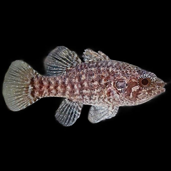 فرشته ماهی کورال بیوتی coral beauty angelfish