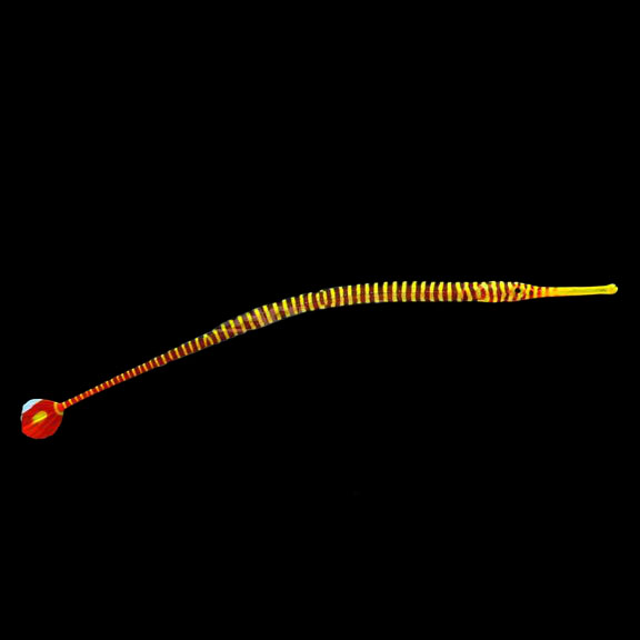 فرشته ماهی کورال بیوتی coral beauty angelfish