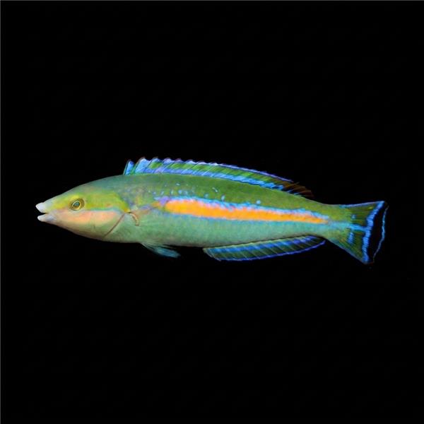 فرشته ماهی کورال بیوتی coral beauty angelfish