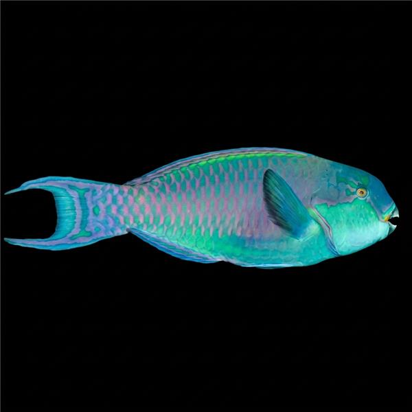 فرشته ماهی کورال بیوتی coral beauty angelfish
