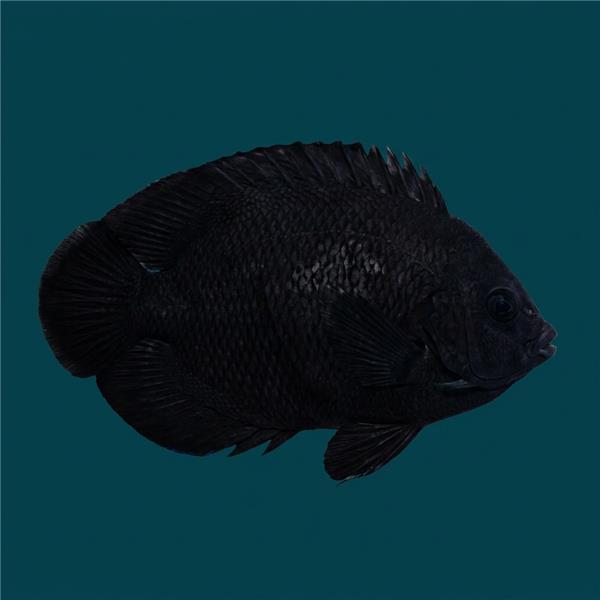 فرشته ماهی کورال بیوتی coral beauty angelfish