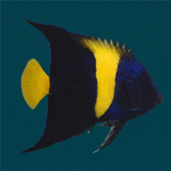 فرشته ماهی کورال بیوتی coral beauty angelfish