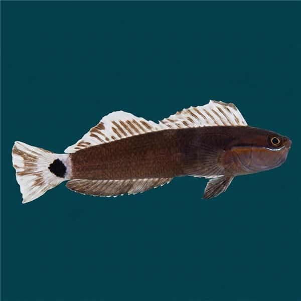 فرشته ماهی کورال بیوتی coral beauty angelfish
