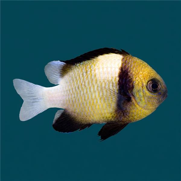 فرشته ماهی کورال بیوتی coral beauty angelfish