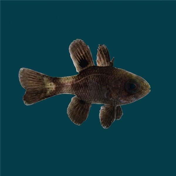 فرشته ماهی کورال بیوتی coral beauty angelfish