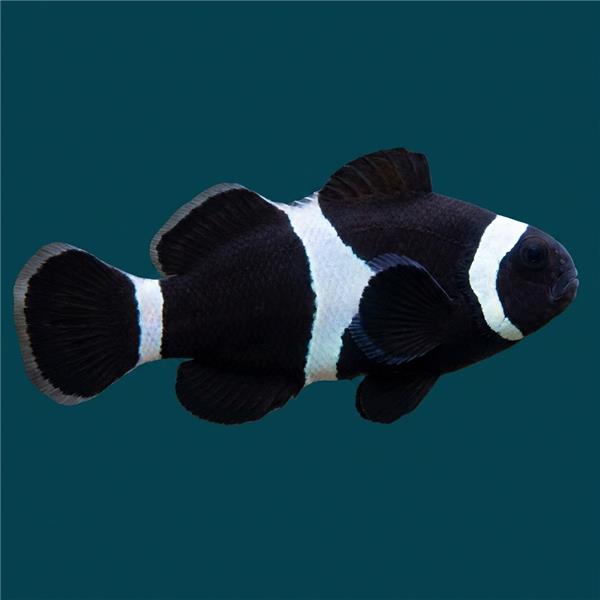 فرشته ماهی کورال بیوتی coral beauty angelfish