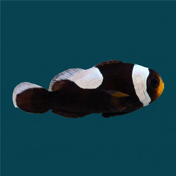 فرشته ماهی کورال بیوتی coral beauty angelfish