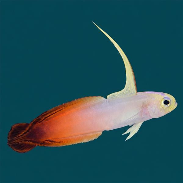 فرشته ماهی کورال بیوتی coral beauty angelfish