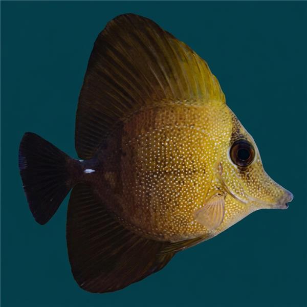 فرشته ماهی کورال بیوتی coral beauty angelfish