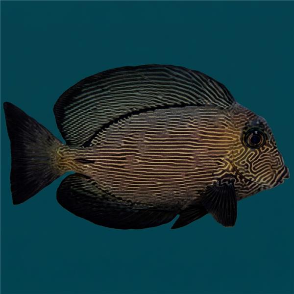 فرشته ماهی کورال بیوتی coral beauty angelfish