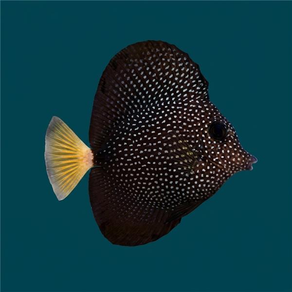 فرشته ماهی کورال بیوتی coral beauty angelfish