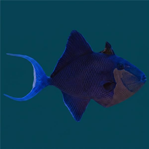 فرشته ماهی کورال بیوتی coral beauty angelfish