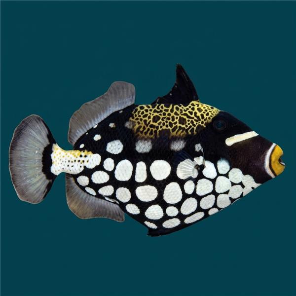 فرشته ماهی کورال بیوتی coral beauty angelfish