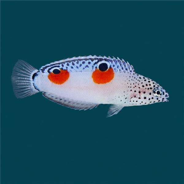 فرشته ماهی کورال بیوتی coral beauty angelfish