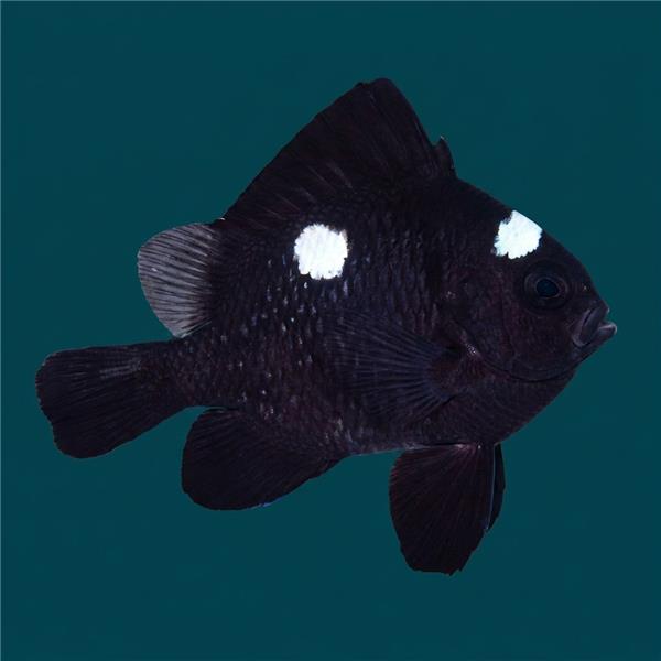 فرشته ماهی کورال بیوتی coral beauty angelfish