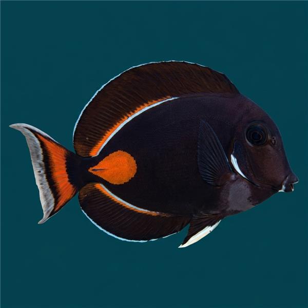 فرشته ماهی کورال بیوتی coral beauty angelfish