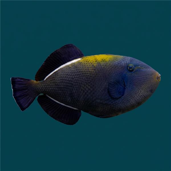 فرشته ماهی کورال بیوتی coral beauty angelfish
