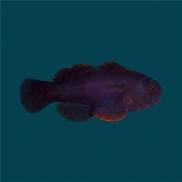فرشته ماهی کورال بیوتی coral beauty angelfish