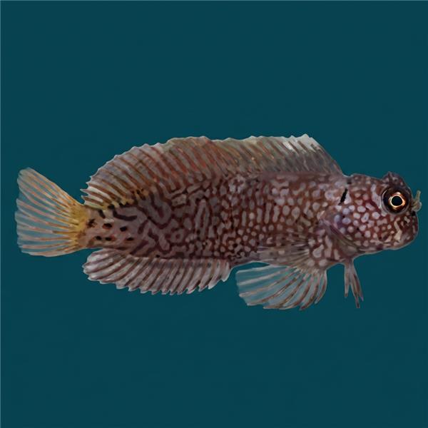 فرشته ماهی کورال بیوتی coral beauty angelfish