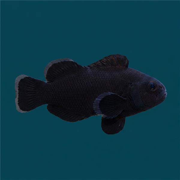 فرشته ماهی کورال بیوتی coral beauty angelfish