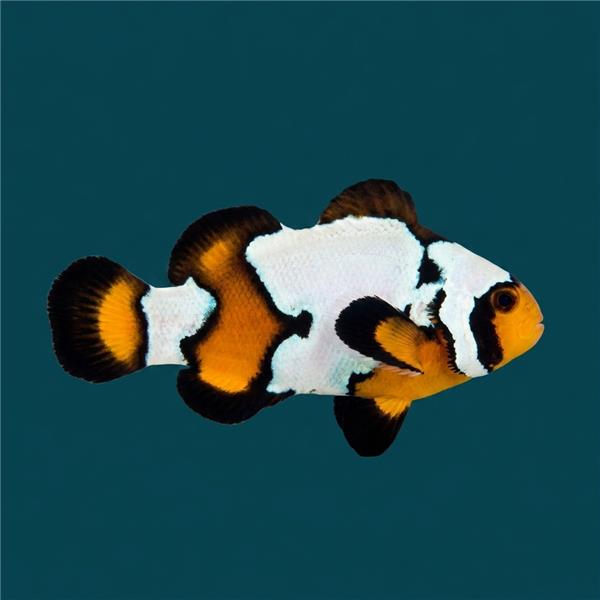 فرشته ماهی کورال بیوتی coral beauty angelfish