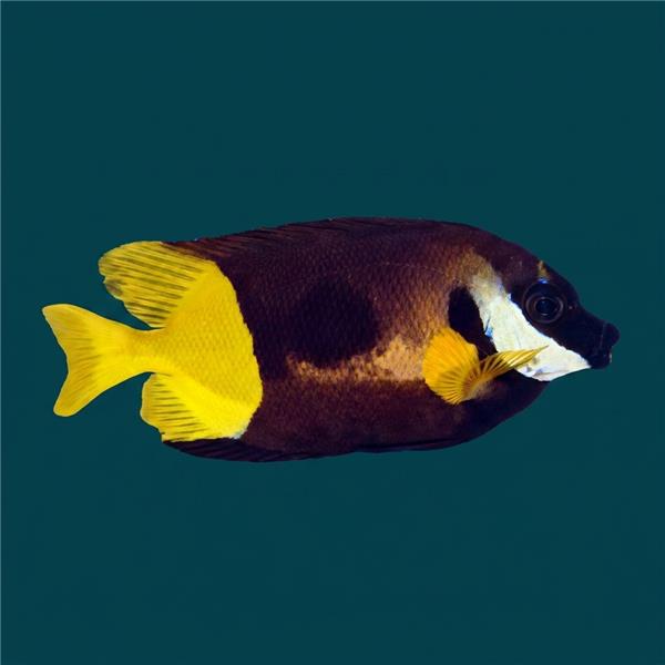 فرشته ماهی کورال بیوتی coral beauty angelfish