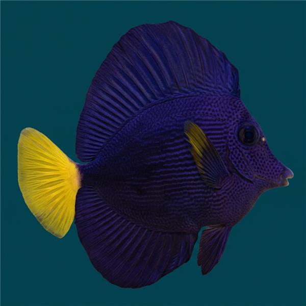 فرشته ماهی کورال بیوتی coral beauty angelfish