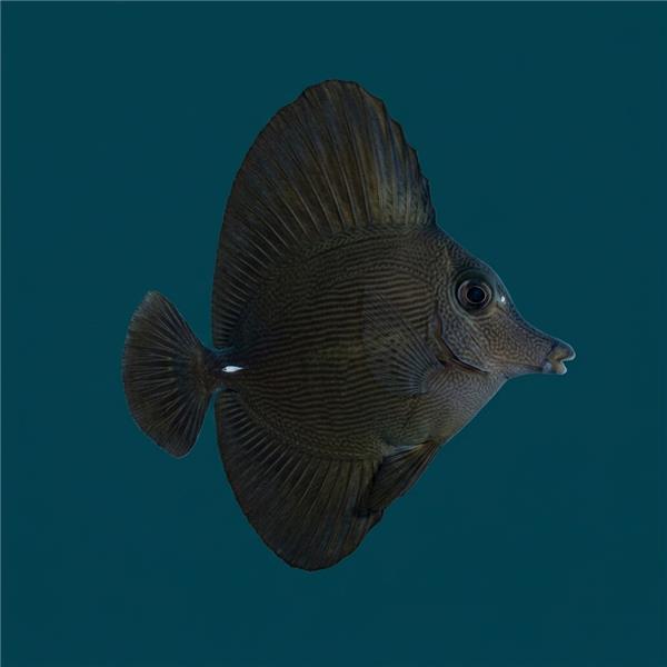 فرشته ماهی کورال بیوتی coral beauty angelfish